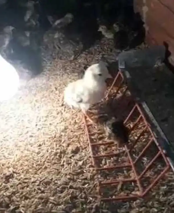 So Strange! See the Unusual Four-legged Chicken Which Has Left Biologists Confused in Brazil (Photos)